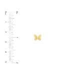 Butterfly Stud earrings 14k yellow gold with ruler for scale