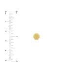 Seashell Stud earrings 14k yellow gold with ruler for scale